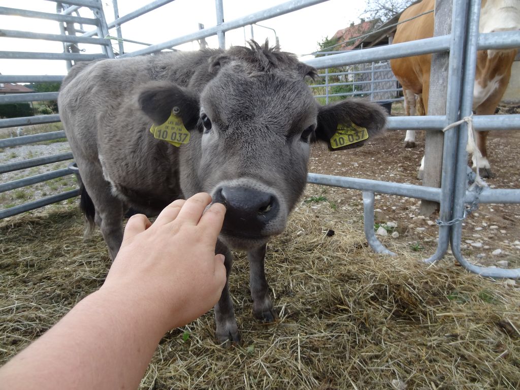 Dahomey-Zwergrinder - a-muehlpointners Webseite!
