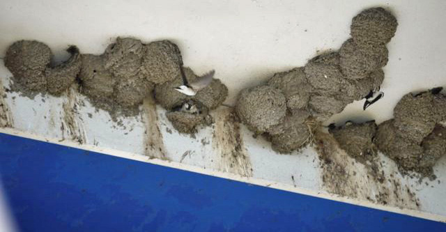 Mehlschwalbenkolonie mit gut 20 Nestern an der Wand und unter der Decke eines Schleusengebäudes am Ijsselmeer. Kornwerderzand 6. Jun 2015, Foto: W. Steinschulte