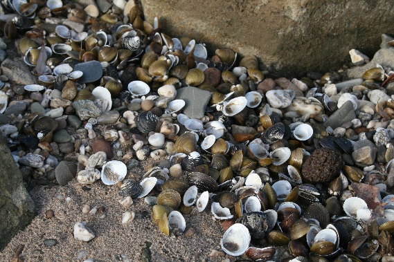 Körbchenmuscheln