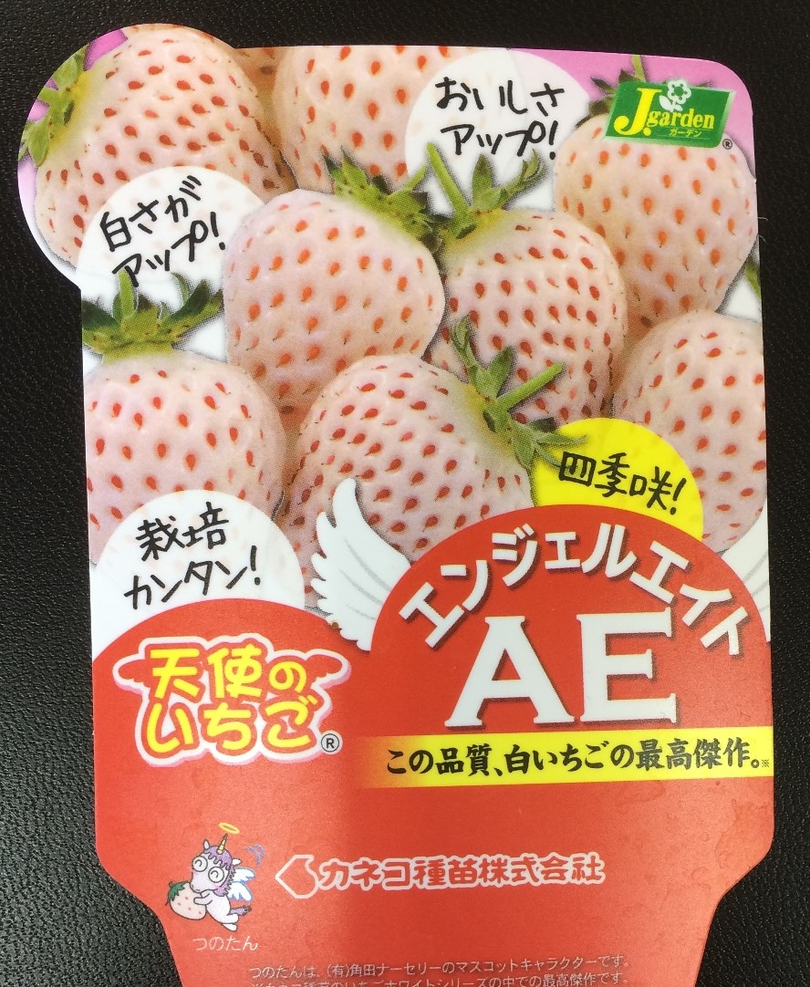天使のいちご 白いイチゴ ようこそ 花育種の世界へ 天使のいちご 白いイチゴ ようこそ 花育種の世界へ