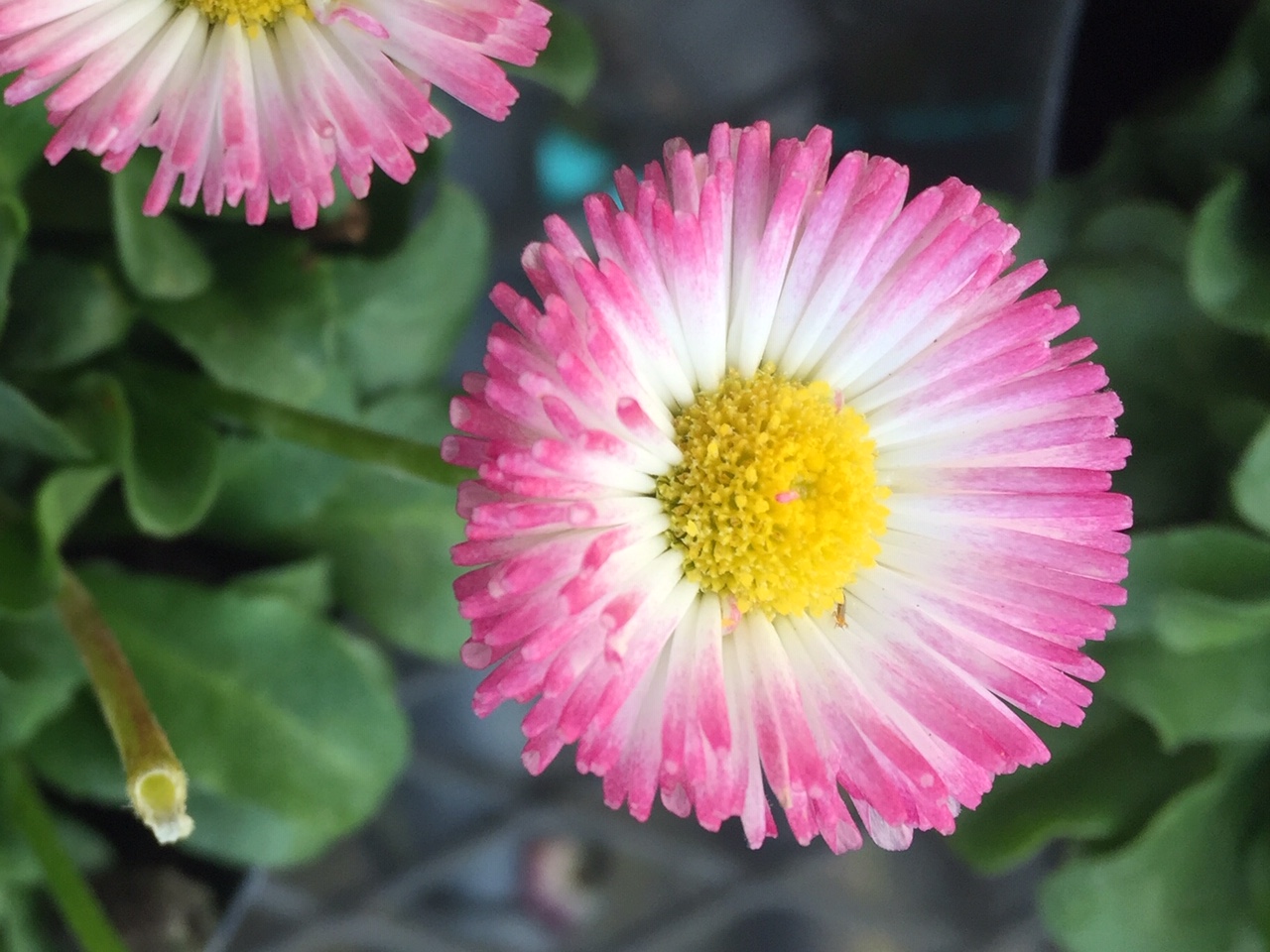 株式会社つのたんip ようこそ 花育種の世界へ 株式会社つのたんip ようこそ 花育種の世界へ