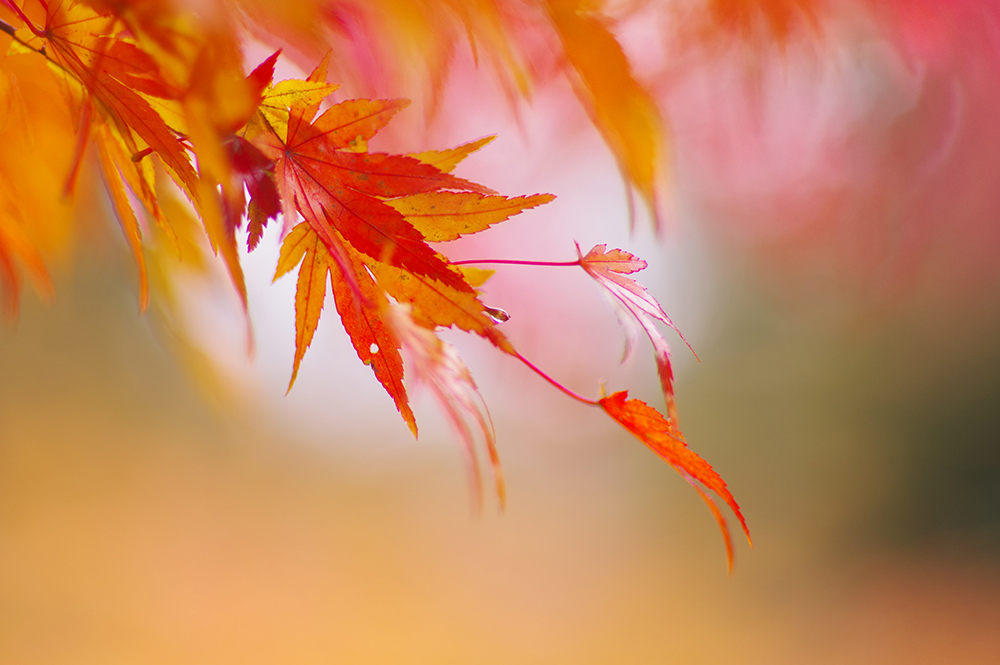 樹木公園での撮影会