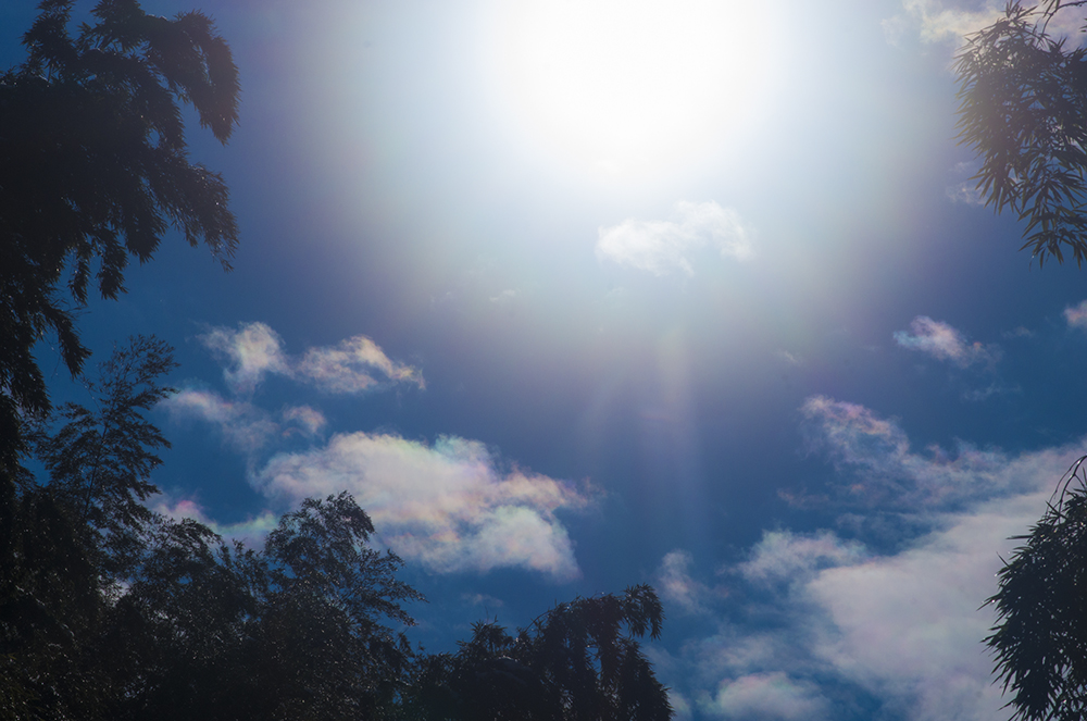 神々の光　-風景編-　No.25　『竹林で見た彩雲』　撮影地：石川県金沢市内