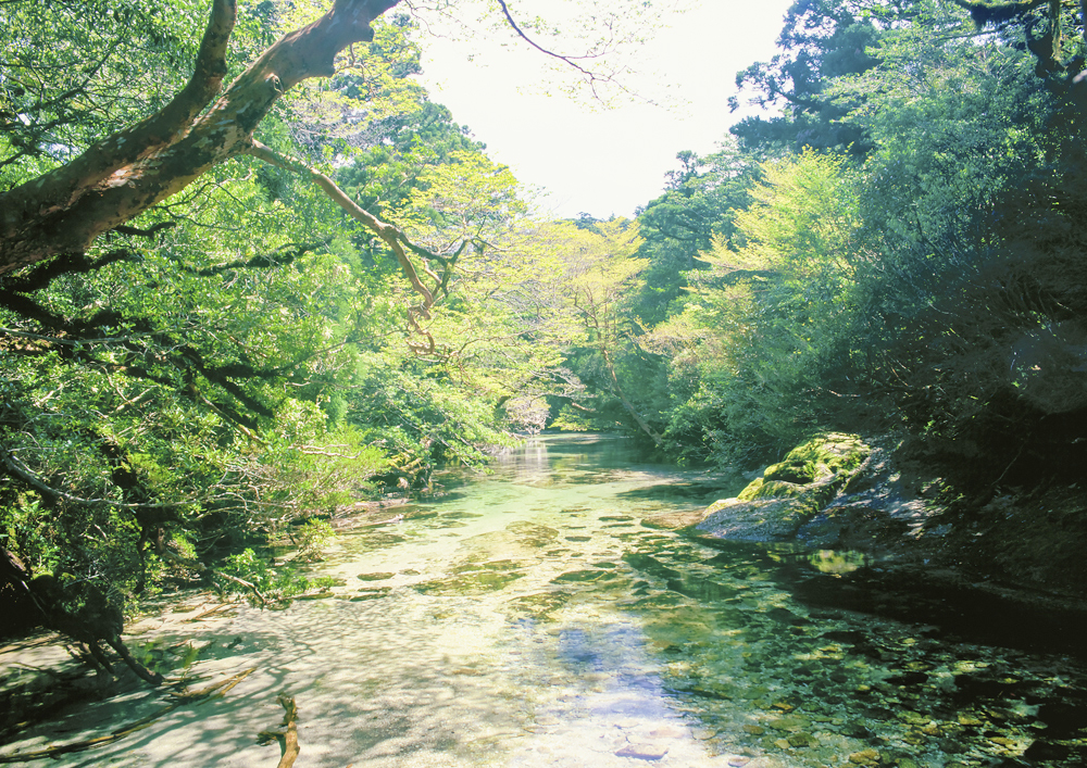 癒しの島へ