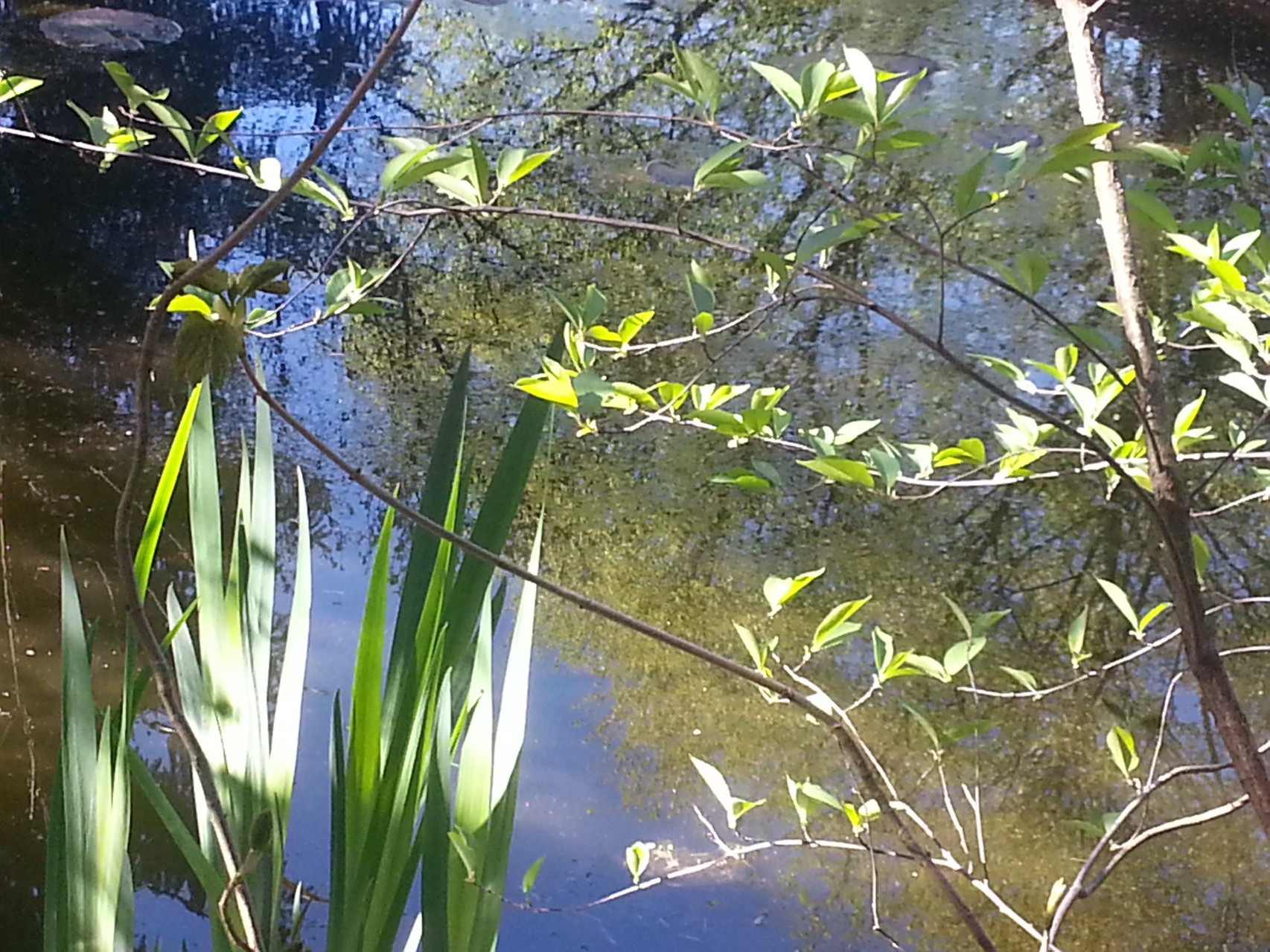 Vorfrühling am Teich