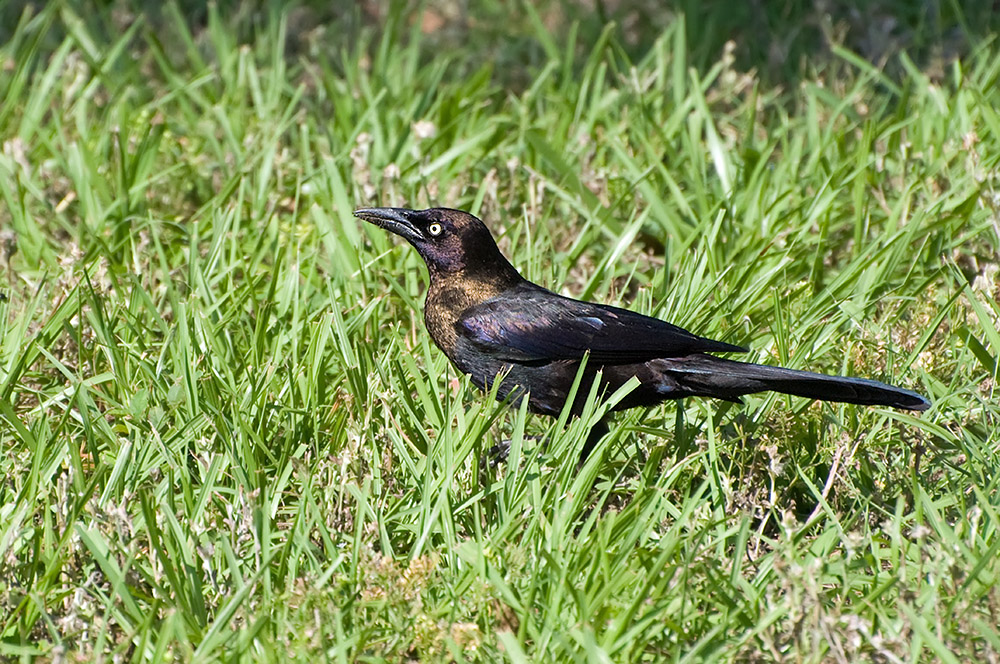 Purpurgrackel (Florida, Mai 2010)