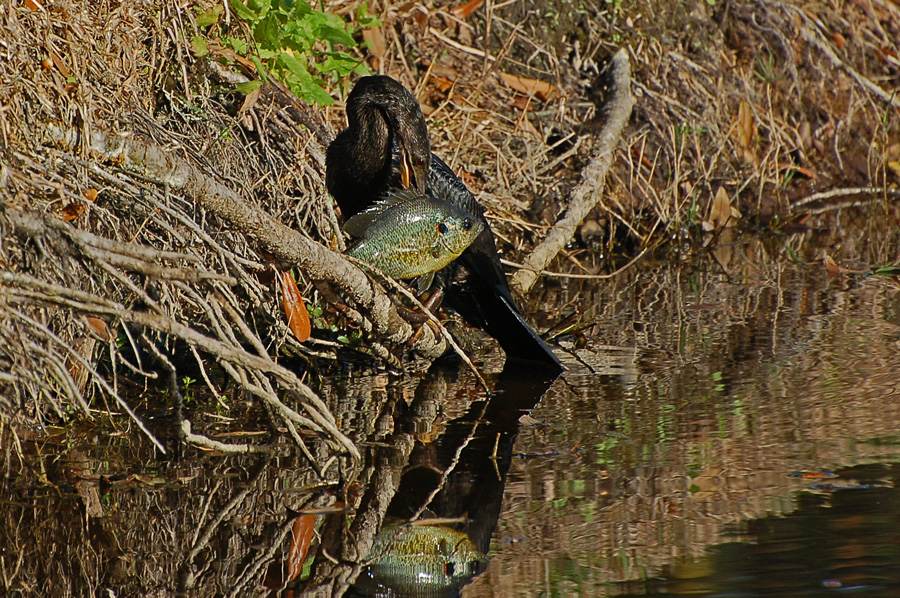 Schlangenhalsvogel mit aufgespießtem Sonnenbarsch (Florida, Dezember 2007)