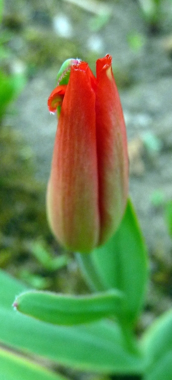 Die erste Tulpe