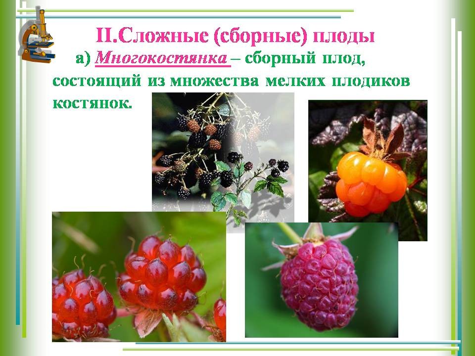 Плод костянка и многокостянка. Сложные плоды растений. Сложные плоды названия. Многоорешек сложный плод. Плод многоорешек и многокостянка.