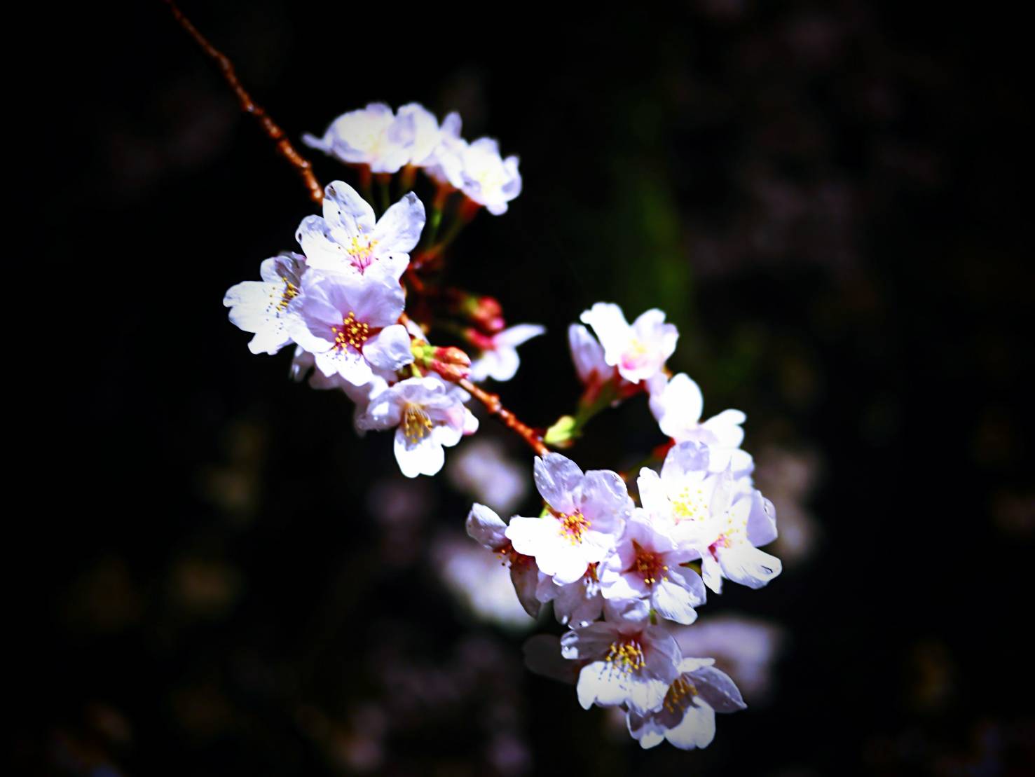 秦野の桜