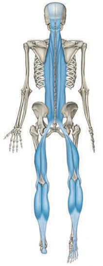 Die oberflächliche Rückenlinie (ORL), Grafik entnommen aus Anatomy Trains, 2/E, (ISBN 9780443102837), Myers et al (ed), S. 90, Copyright Elsevier, 2009