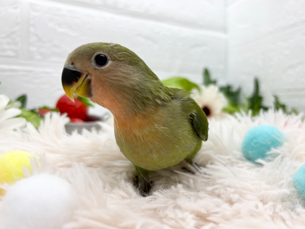 コザクラインコ