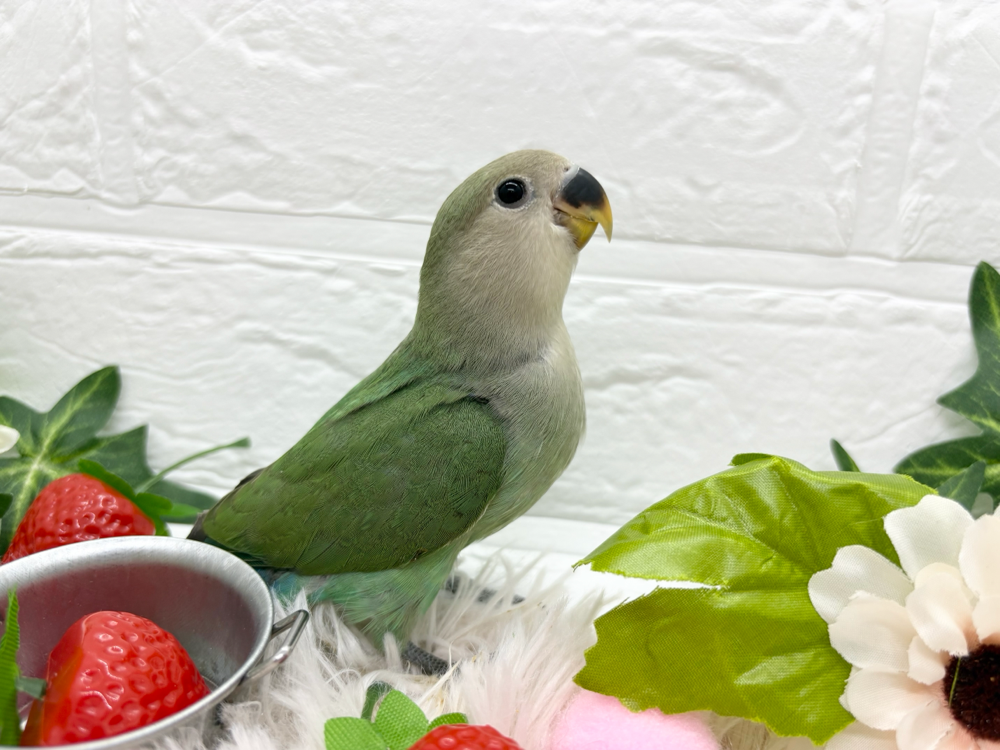 コザクラインコ