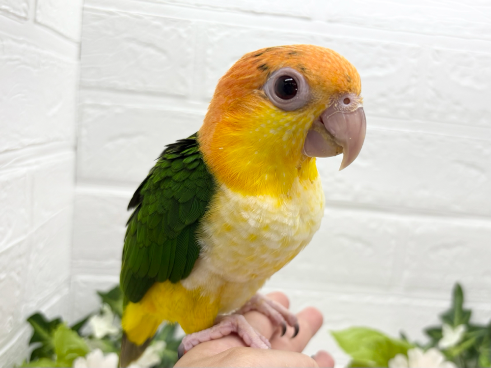 シロハラインコ