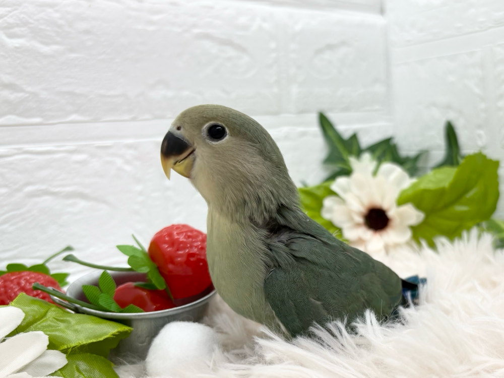 コザクラインコ