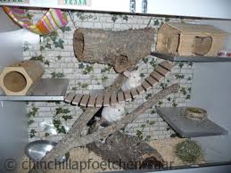 Chinchillas Tsv Krems Webseite