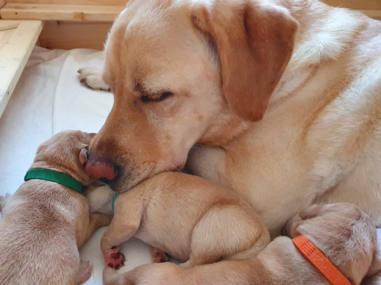 Positiv - Bobi, der offiziell von The Guinness World Records als ältester  Hund der Welt anerkannt wurde, hat das unglaubliche Alter von 31 Jahren  erreicht, was in etwa 220 Menschenjahren entspricht. Geboren, image size:1280x960