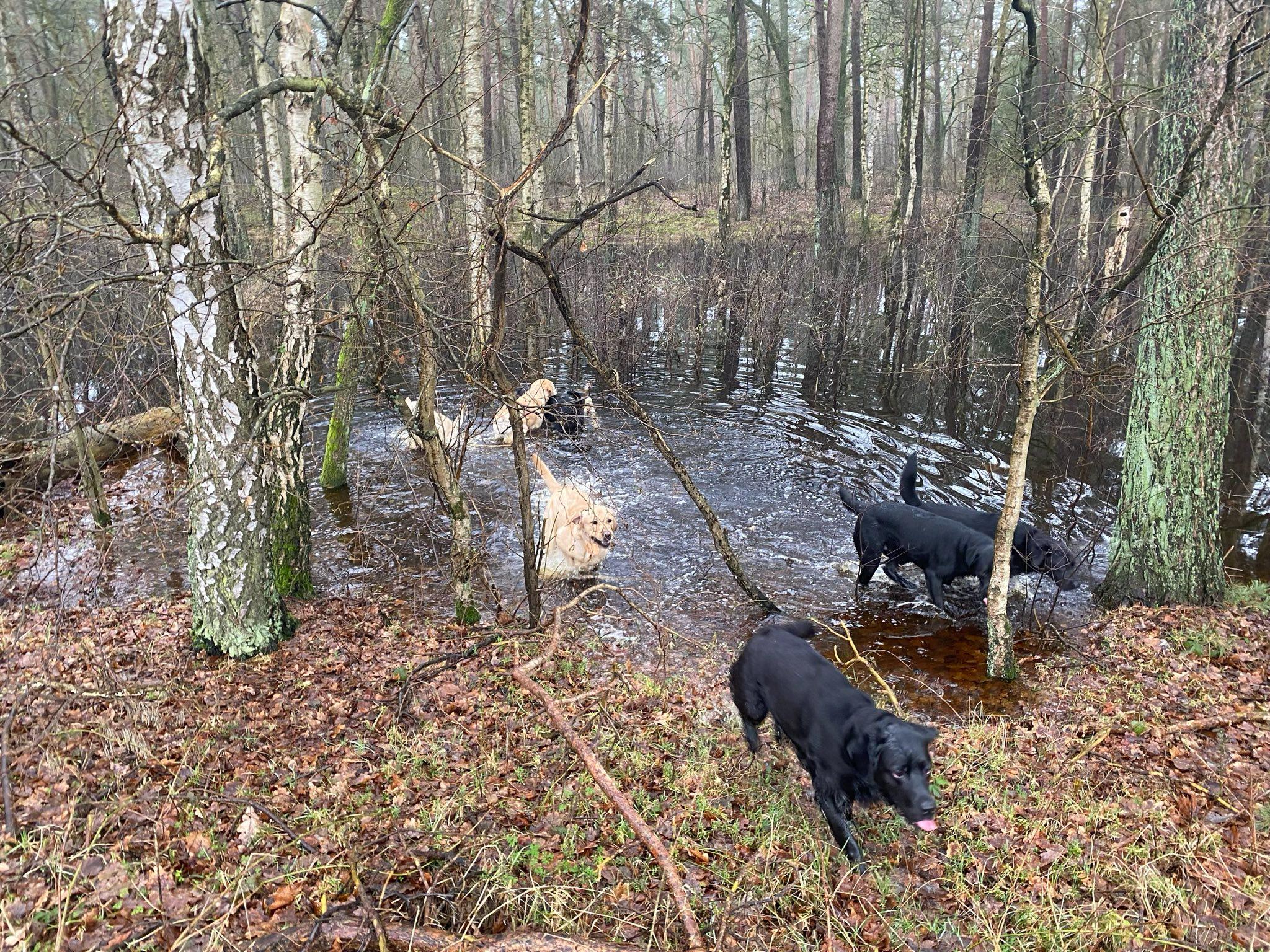 So viel frisches Wasser durch die langen Regenfälle - die Hunde haben es genossen!