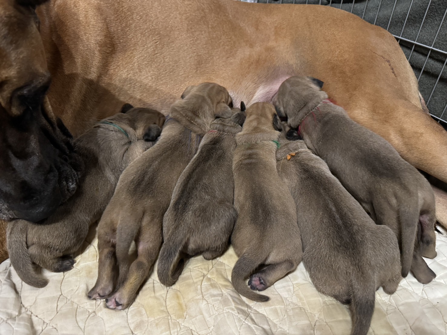 リヤドロ　グレートデン リヤドロ グレート・デン 犬 グレートデン イヌ