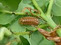 Eichenzipfelfalter, Favonius quercus Natura 2000, Hergenrath, Kelmis, Göhl, Geul, Gueule,Völkersberg, Belgien   