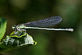 Hufeisen-Azurjungfer, Coenagrion puella, Natura 2000, Hergenrath, Kelmis, Göhl, Geul, Gueule,Völkersberg, Belgien   