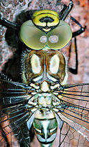 Blaugrüne Mosaikjungfer; Aeshna cyanea, Natura 2000, Hergenrath, Kelmis, Göhl, Geul, Gueule,Völkersberg, Belgien   