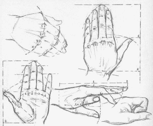 proportions de la main