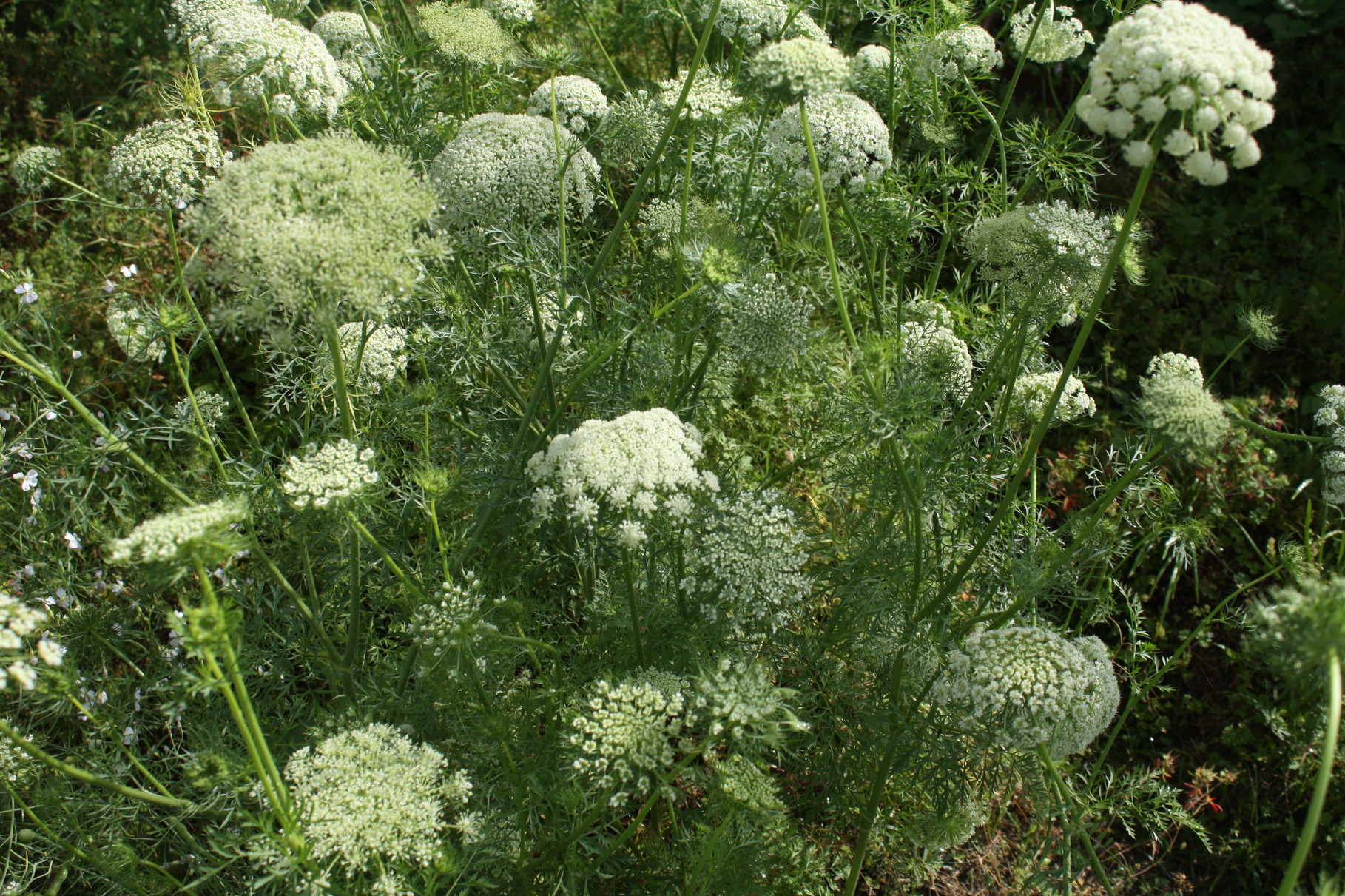 人参の、大輪の花。何度見てもうつくしいー。