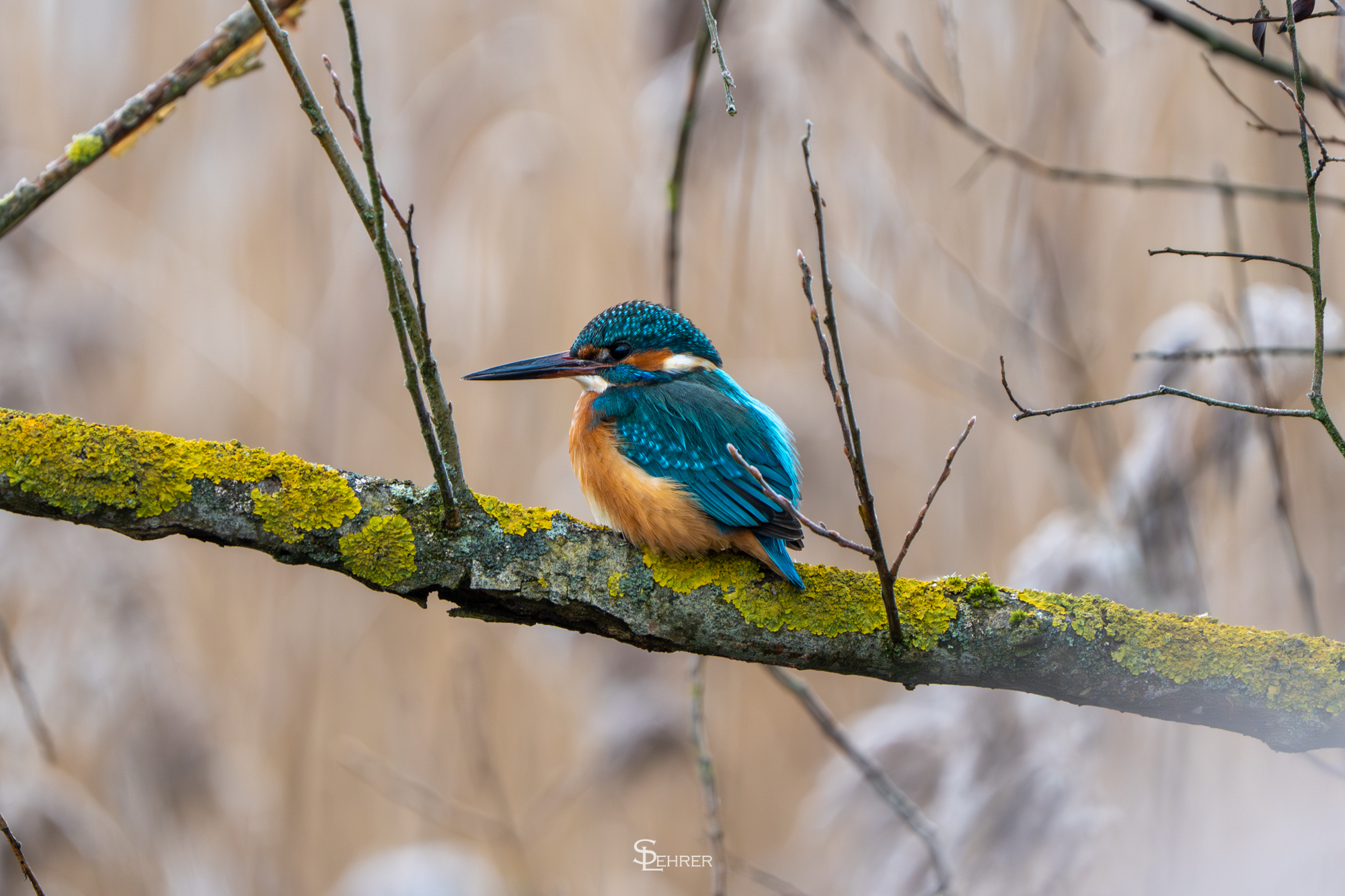 Eisvogel