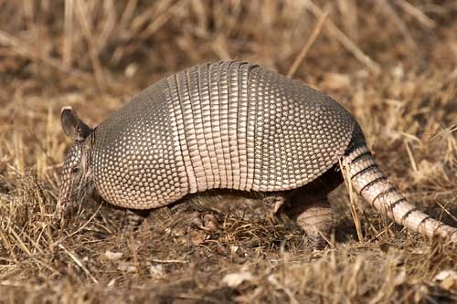 Armadillo o gurre