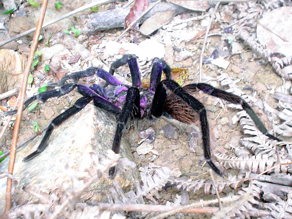 tarantula