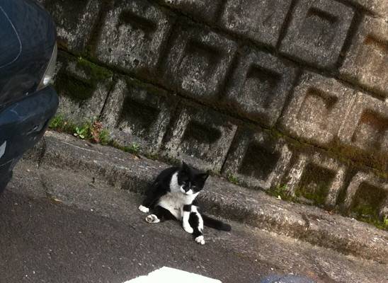 がんとばす猫