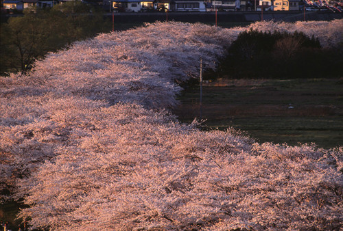 桜並木　北上展勝地