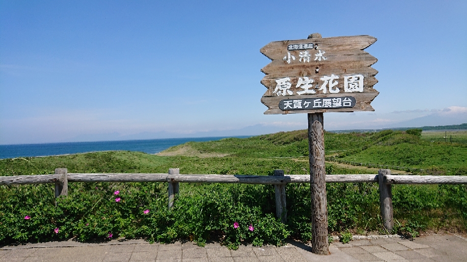 初夏のお薦めポイントは小清水原生花園(6/14) 