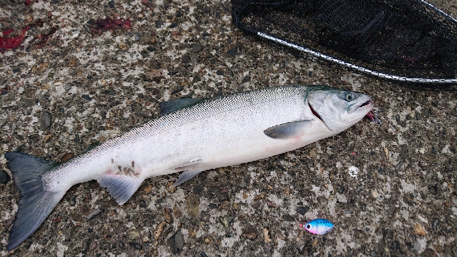 釣れたばかりのオスサケ、鮮やかな輝きが(9/6)