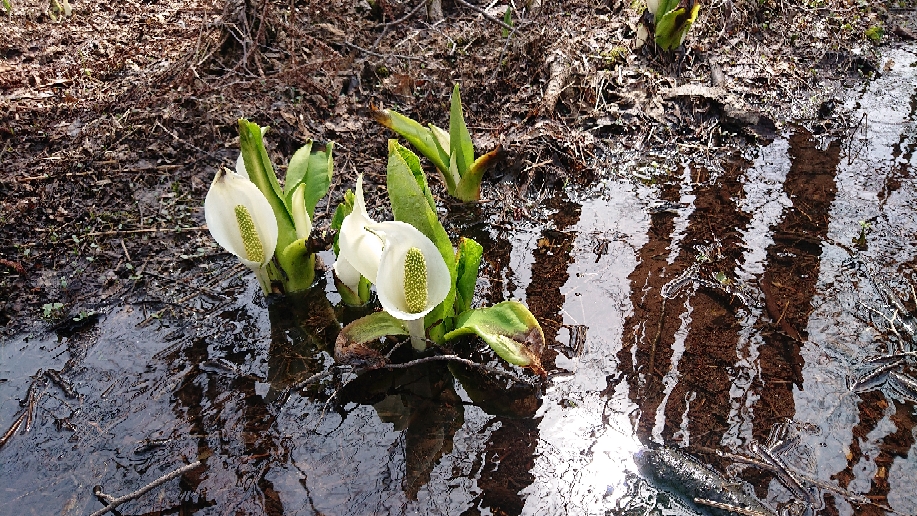 春の訪れを告げる水芭蕉(４月)