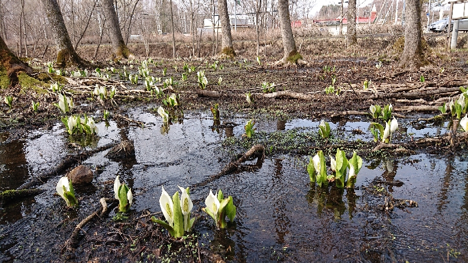 網走湖畔で水芭蕉が咲いています(４月)