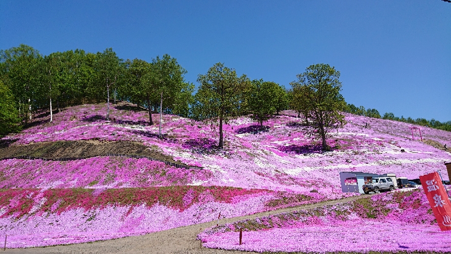東藻琴の芝桜。満開の時期は過ぎましたが、まだまだ見頃(５月)