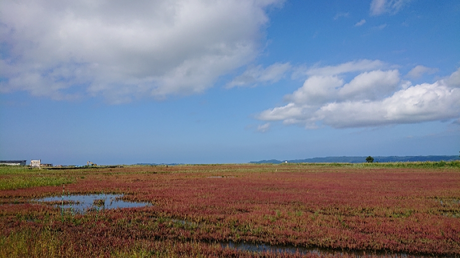 涼しい日が続いていたせいか、能取湖のサンゴ草が紅葉し始めていました！(8/20)