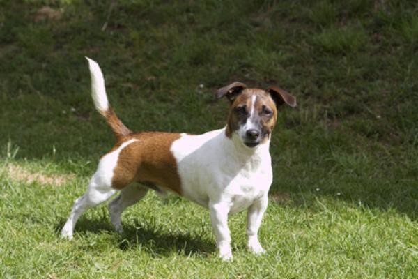 Jack Russel Terrier - Bild: totlia.com-gilly smith