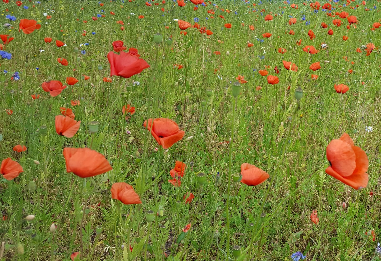Foto: Yvonne Diedrichsen