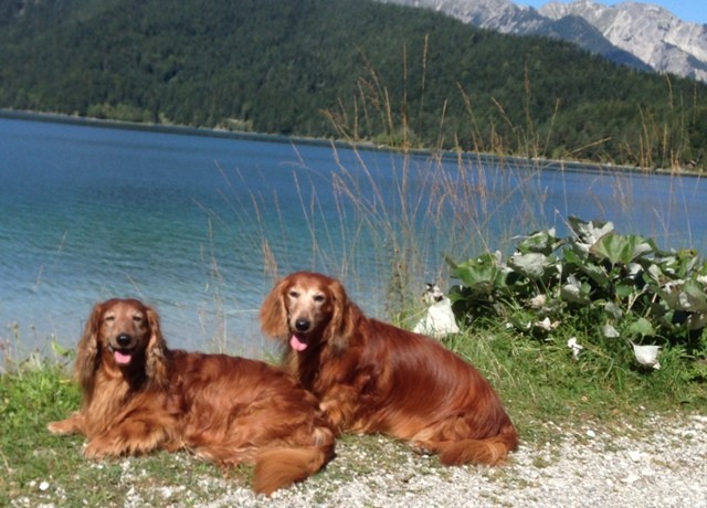 Mozart und Kamillo am Eibsee