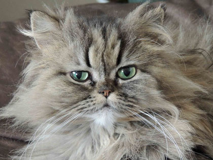 Eine freundliche Langhaarkatze blickt ruhig in die Kamera – Sinnbild für Entspannung, emotionale Stabilität und Geborgenheit in der Praxis Zeitlos Freiburg.Katze freut sich über das Jugendcoaching