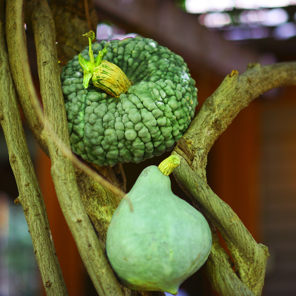 Frey Farms' unique pumpkins