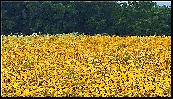 Beautiful Black-Eyed Susans in Maryland