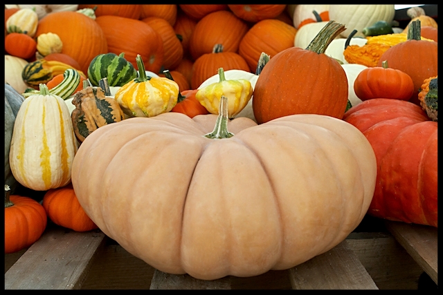 Autumn's colorful icons:  Pumpkins