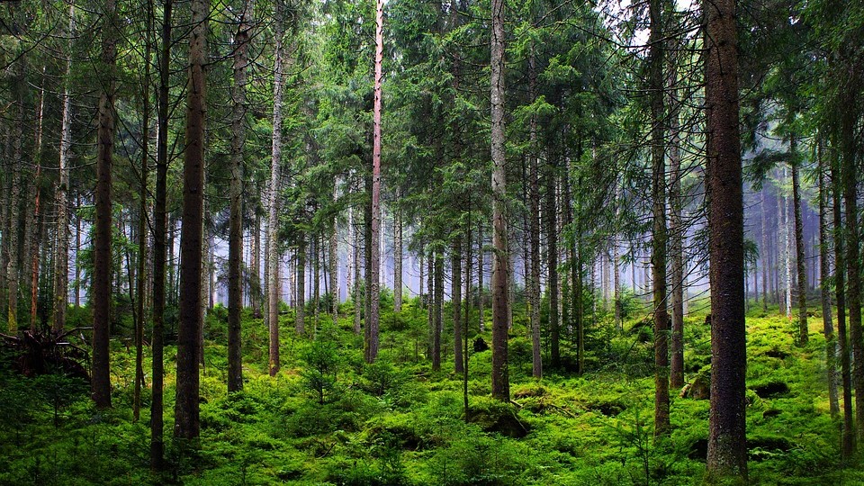 La cellulose : une ressource à haut potentiel