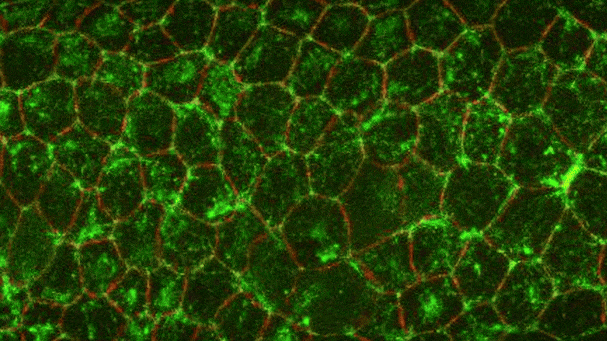 Mechanical interactions in living tissues