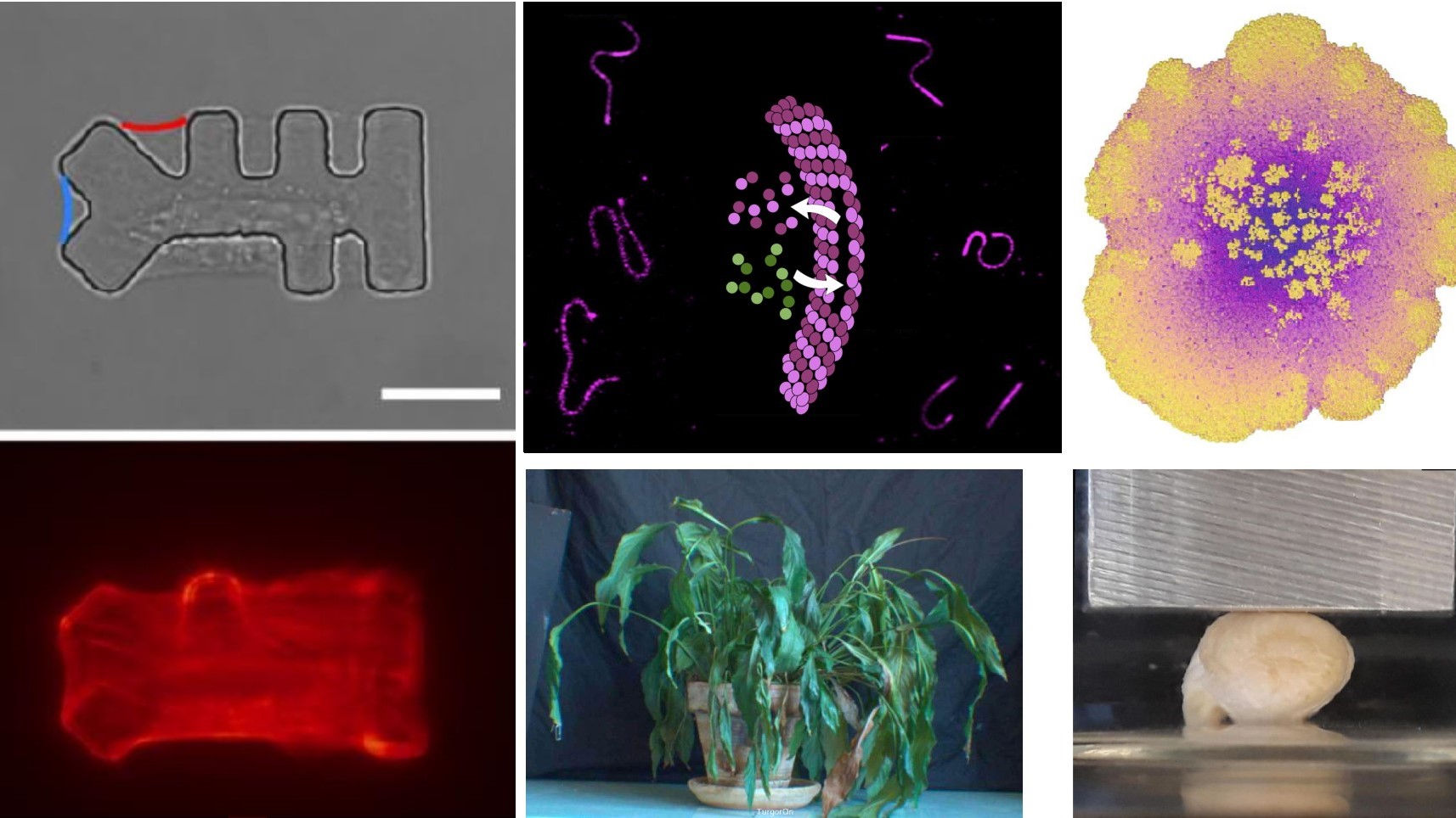 Symposium Living matter in a complex environment and morphogenesis