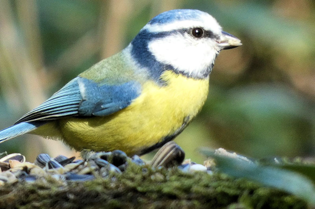 Vogelkundliche Führung am 13.04.2025 in Gemmrigheim